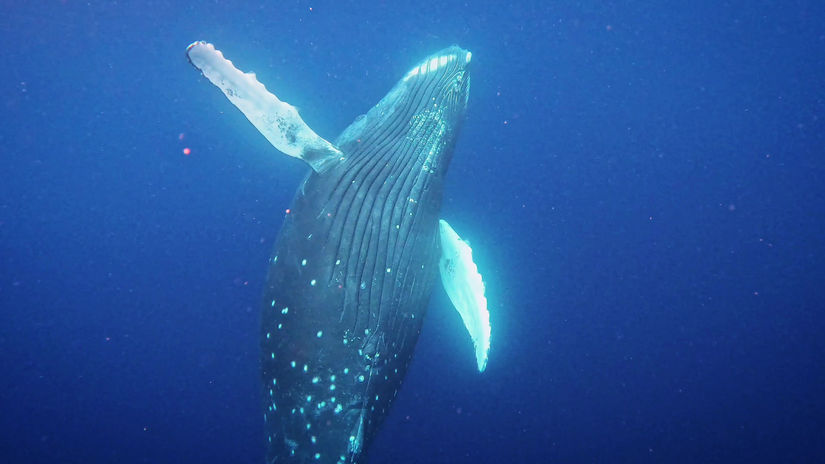 'Cookie' the world's friendliest humpback whale